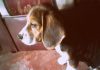 beagle Tyna de Colombia