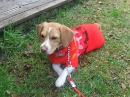 la beagle Ramona en la hierba
