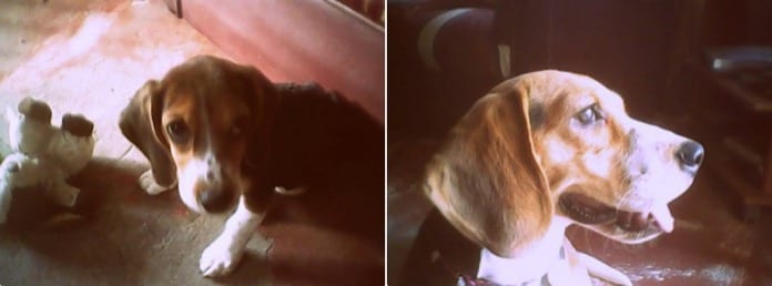 beagle Tyna de 9 meses - Colombia