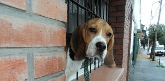 beagle Agustín de Buenos Aires