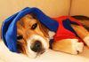 perro beagle Toby De Santiago de Chile