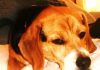 el beagle Toby filósofo