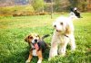 el beagle Toby haciendo amistades en el parque
