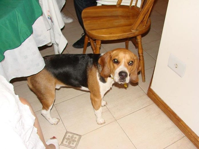 beagle tricolor llamado Agustin