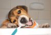 cachorro de beagle mordisqueando un cepillo de dientes - Toby