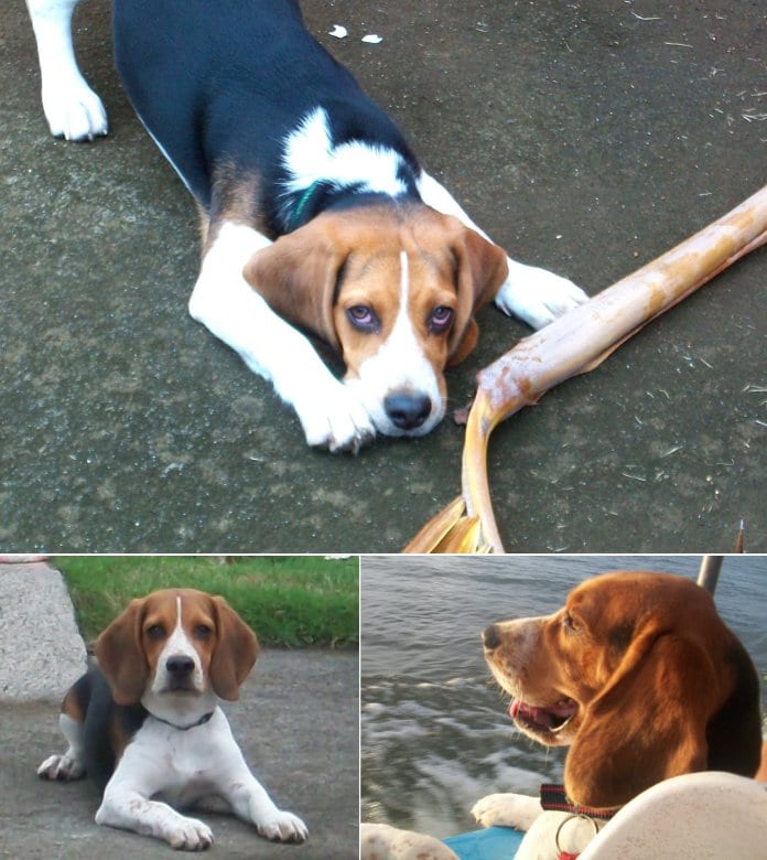 perro beagle Lukas de Nicaragua