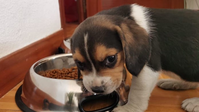 beagle Lola de Guadalajara