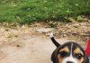 beagle Lola en el parque