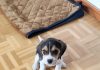 cachorrita de beagle invitando a jugar
