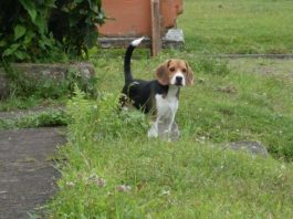 Tobby, un perro beagle de Colombia