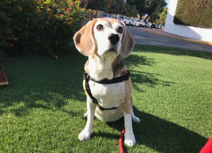 fotos de beagle en nuestro blog