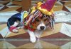 beagle Tobby disfrazado
