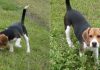 beagle tricolor Tobby en la hierba