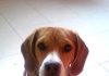 retrato beagle Tobby
