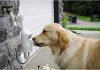 Water Dog Auto Outdoor Drinking Fountain para perros