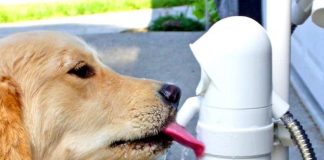 perro bebiendo de grifo automático
