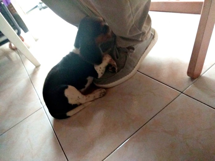 beagle Nika recostada en los pies de una persona