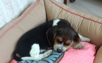 cachorrita beagle Nika