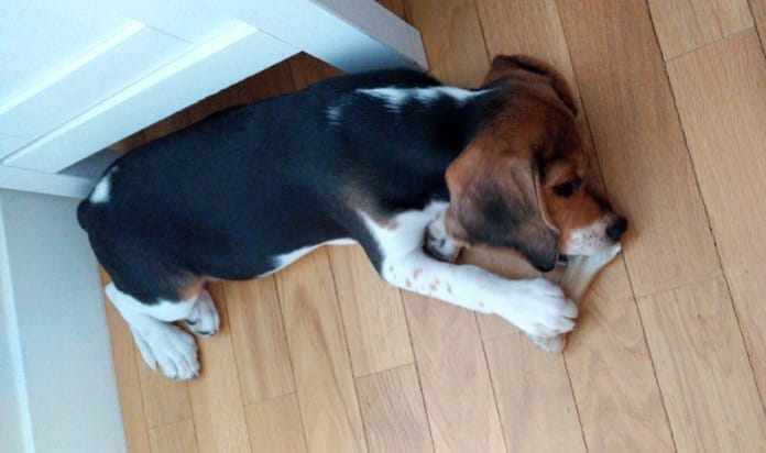cachorro beagle con hueso