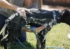 Aquapaw para lavar al perro