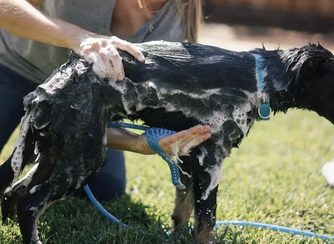 Aquapaw para lavar al perro