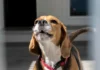 beagle esperando adopción