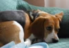 perrita adoptada ya está a salvo
