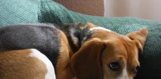 Ventajas de adoptar un perro de un refugio de animales perrita adoptada ya está a salvo