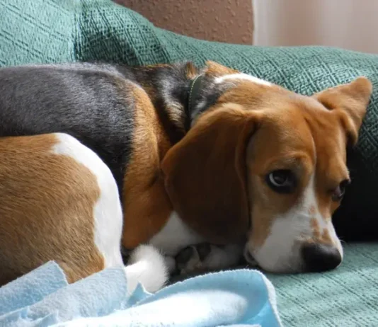perrita adoptada ya está a salvo