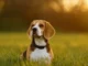 perro beagle en el campo