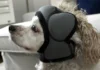 Perro con el gorro Pawnix anti petardos colocado en su cabeza.