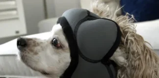 Perro con el gorro Pawnix anti petardos colocado en su cabeza.