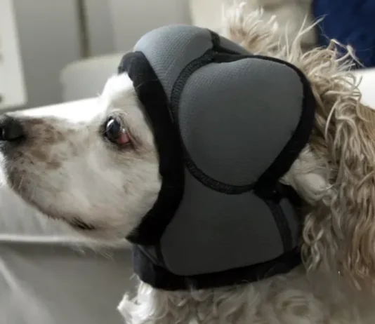 Perro con el gorro Pawnix anti petardos colocado en su cabeza.
