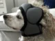 Perro con el gorro Pawnix anti petardos colocado en su cabeza.