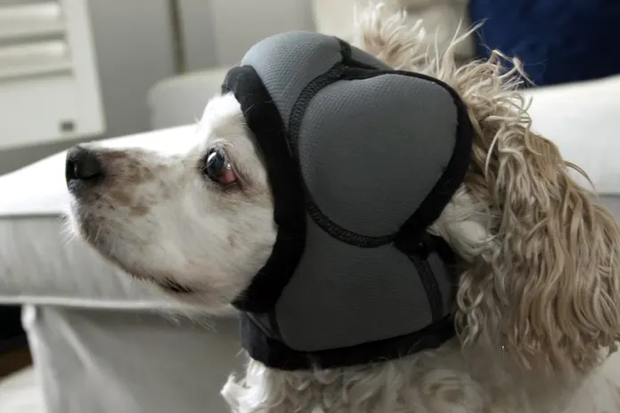 Perro con el gorro Pawnix anti petardos colocado en su cabeza.