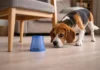 Estimulación mental para perros. Un beagle buscando comida bajo un vaso
