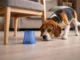 Tu beagle también necesita estimulación mental Estimulación mental para perros. Un beagle buscando comida bajo un vaso