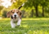 ¿Cuánto ejercicio necesita un beagle según su edad? Guía práctica para evitar problemas de conducta cachorro de beagle corriendo por la hierba